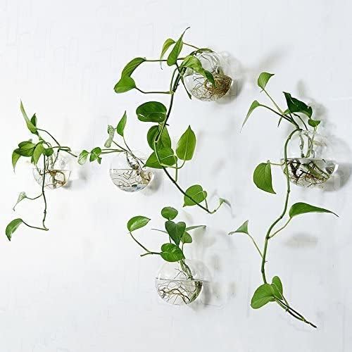 Hanging Wall Planters Pack of 6 Glass Planter Pots Round Glass Flower Vases Hanging Propagation Station Glass Plant Hanger Terrariums Wall Hanging Plant Container