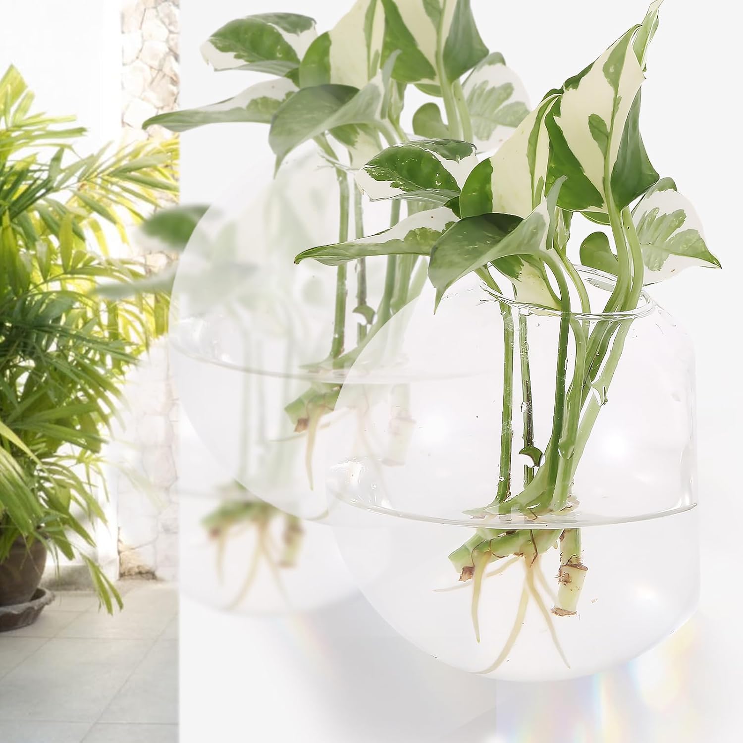 Hanging Wall Planters Pack of 6 Glass Planter Pots Round Glass Flower Vases Hanging Propagation Station Glass Plant Hanger Terrariums Wall Hanging Plant Container